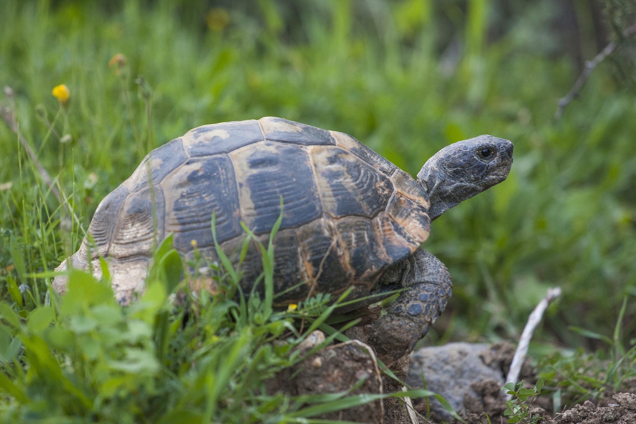 Tortoise Time