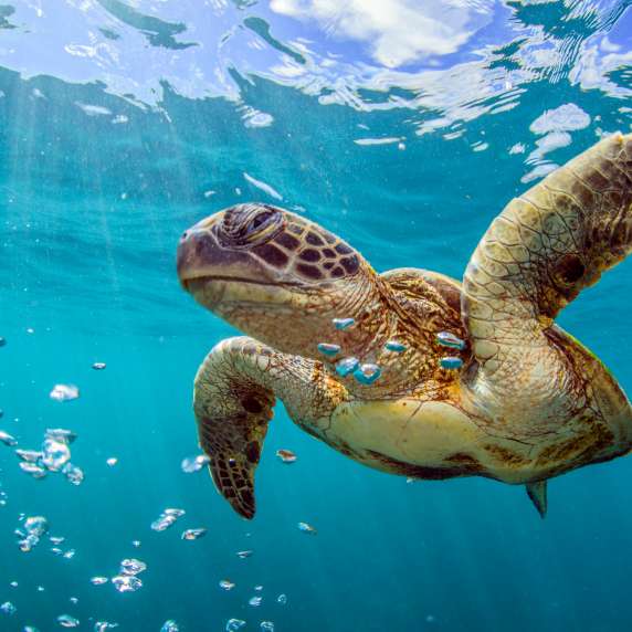 Marine turtles photographed on the beautiful Ningaloo Reef of western Australia.