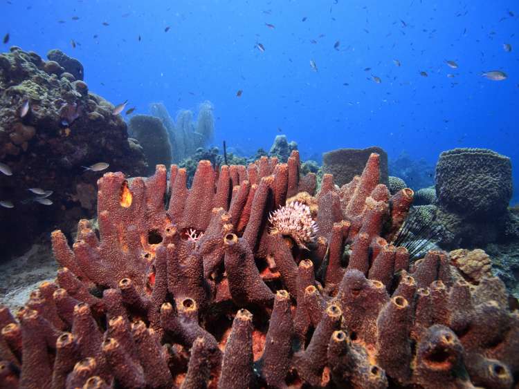 Coral reef on island of Dominica with large sponges; Shutterstock ID 25931605; Invoice Number: -