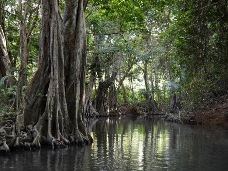 Roots Trees Calm Water Indian River, Dominica ; Shutterstock ID 592170422; Invoice Number: -