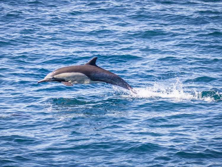 Dolphin jumping out of the water; Shutterstock ID 460524883; Invoice Number: -