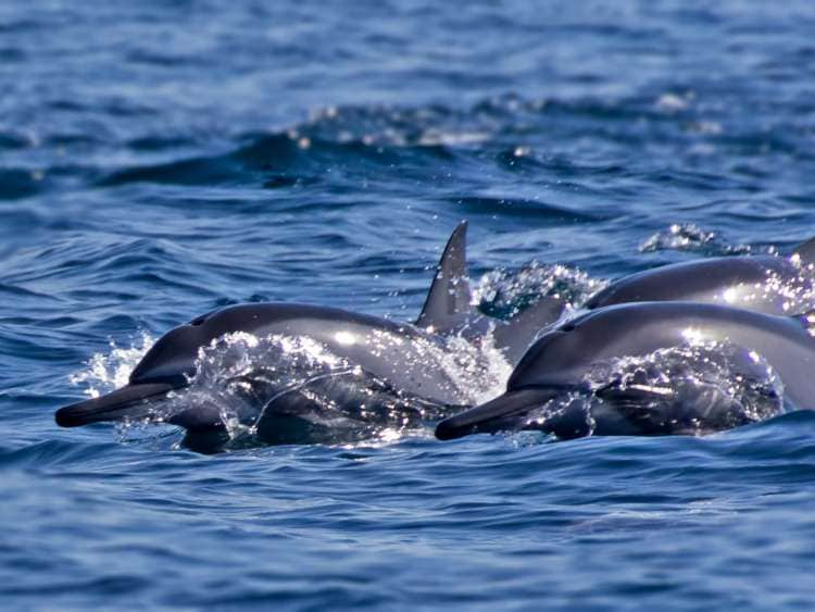 Dolphin Watch by Speedboat