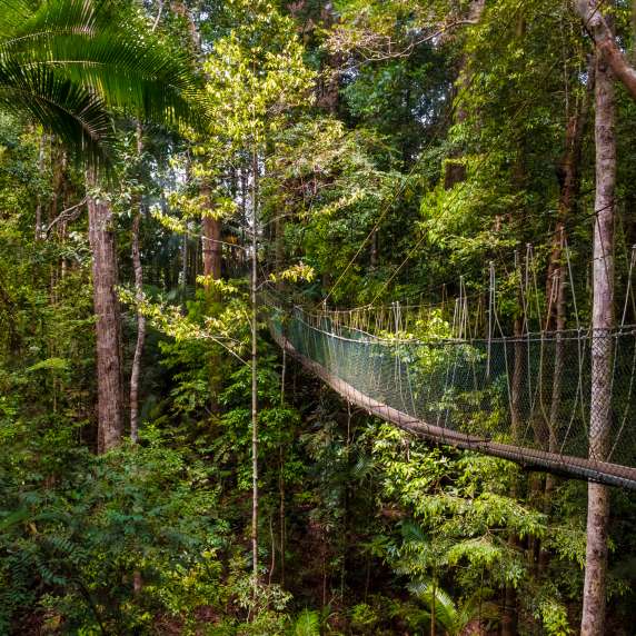 A beautiful atmospheric view of the dense rainforest and the suspension bridge which is part of the world's longest canopy walkway in Taman Negara National Park, Malaysia.; Shutterstock ID 1115341082; Invoice Number: -