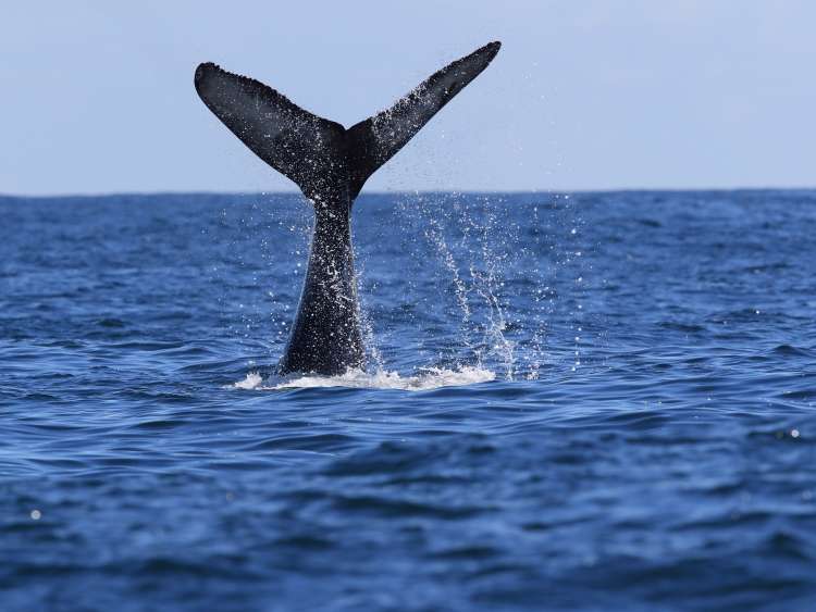 A Humpback Whale Dives Near Vancouver Island; Shutterstock ID 1138908809