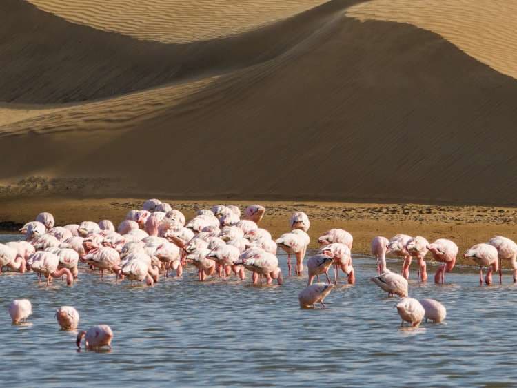 Flock of flamingos in the lagoons between sand dunes of the Namib desert near Walvis Bay in Namibia