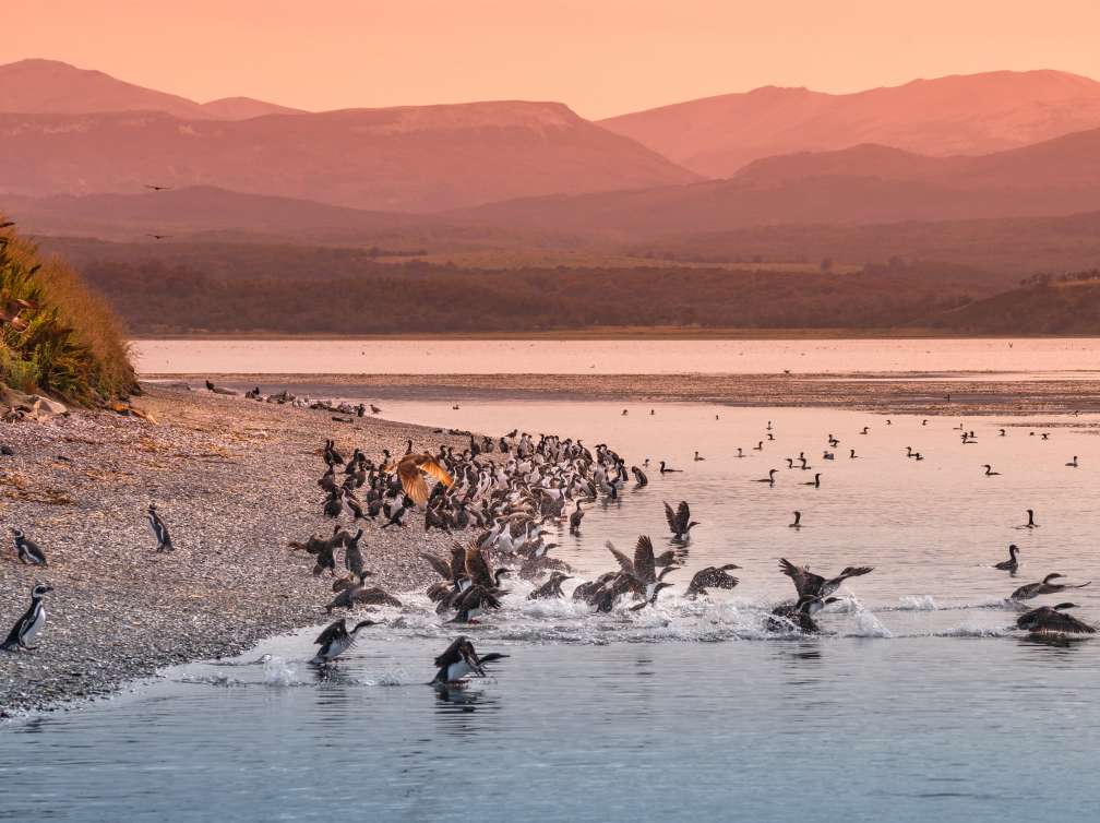 Colony of king cormorants  at Beagle Channel, Patagonia, summer time; Shutterstock ID 1018069450; Invoice Number: -