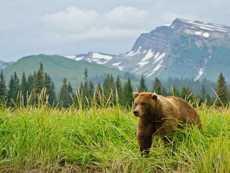 Coastal Brown Bears; Shutterstock ID 116616247; Purchase Order: -