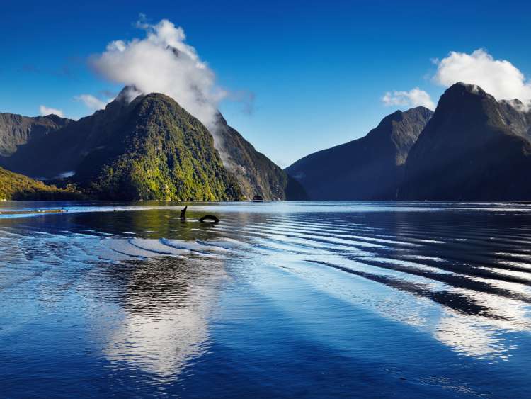 Fiord Milford Sound South Island New Zealand shutterstock 271692407