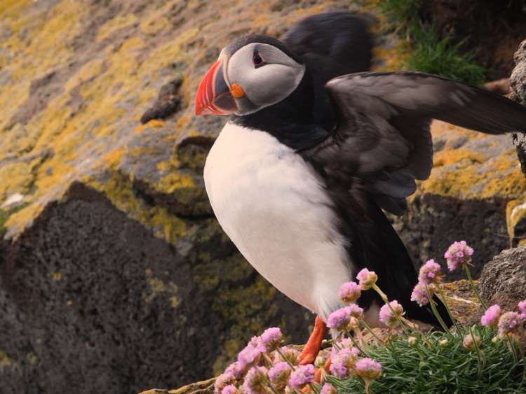 Puffin