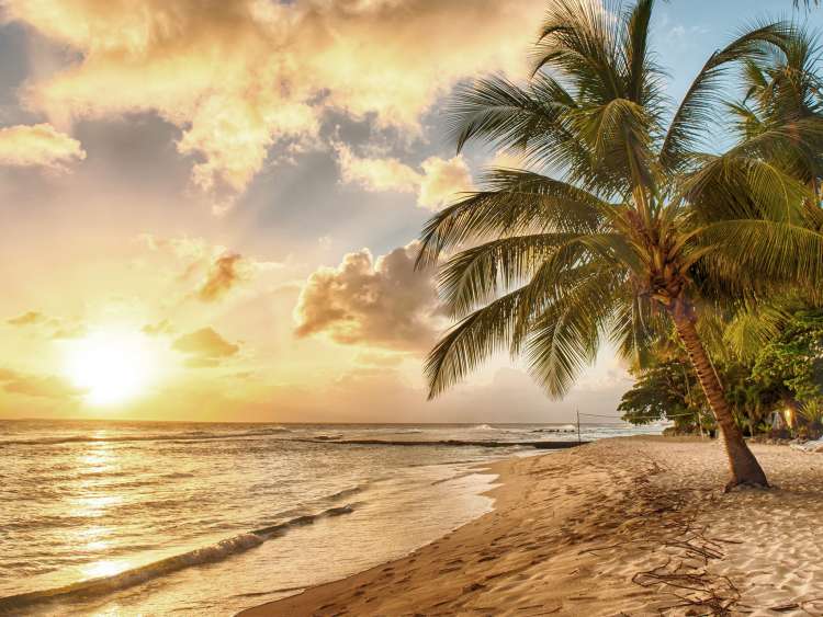 Sunset beach of Barbados with clouds in the sky, a large palm tree in the foreground on a sandy beach