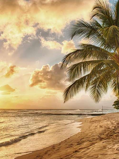 Sunset beach of Barbados with clouds in the sky, a large palm tree in the foreground on a sandy beach