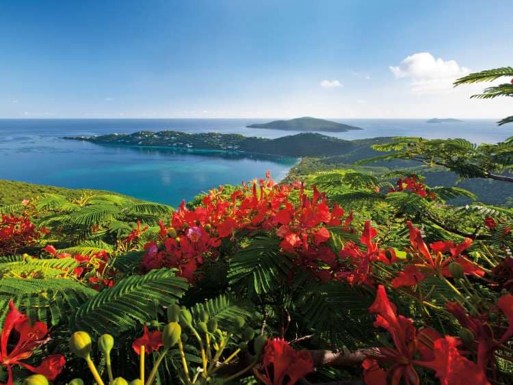 Magens Bay from Drakes Seat with Flamboyant flowers