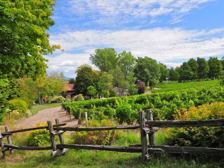 Vineyard in Quebec, Canada; Shutterstock ID 114023743; purchase_order: n/a; job: New England & Canada Guide; client: cunard-digital; other: As per agreed annual allowance