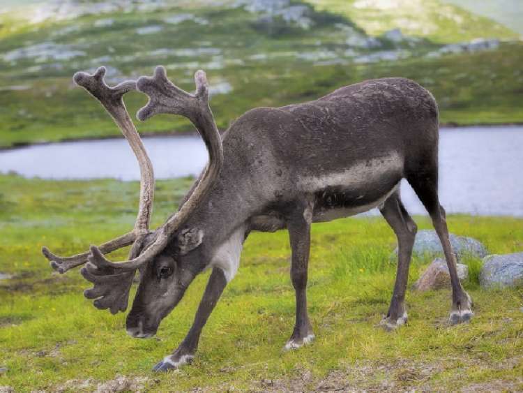 Norwegian reindeer eating grass in the meadow