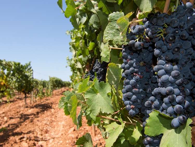 Grapes ripening in a vineyard on a sunny day in Mallorca, Spain